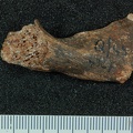 STW 431 Australopithecus africanus bone fragment 4