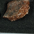 STW 431 Australopithecus africanus bone fragment 5