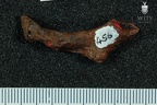 STW 431 Australopithecus africanus bone fragment 6