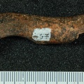 STW 431 Australopithecus africanus clavicle