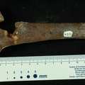 STW 431 Australopithecus africanus left humerus anterior