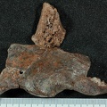STW 431 Australopithecus africanus oscox fargment 2