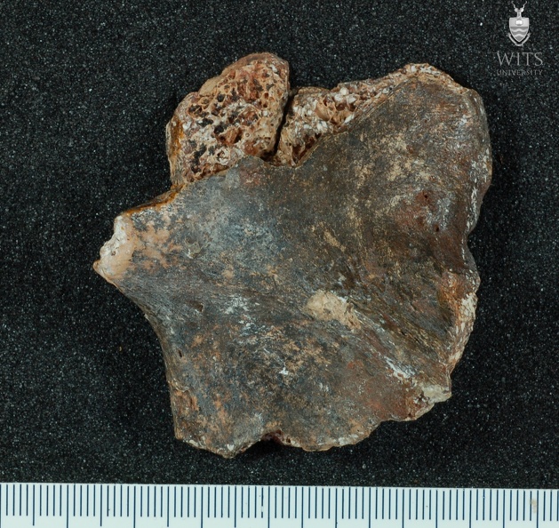 STW 431 Australopithecus africanus oscox fragment 3