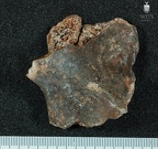 STW 431 Australopithecus africanus oscox fragment 3