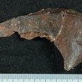 STW 431 Australopithecus africanus oscox fragment 4