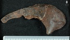 STW 431 Australopithecus africanus oscox fragment 4