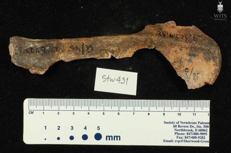 STW 431 Australopithecus africanus right scapula anterior