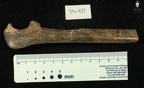 STW 431 Australopithecus africanus right ulna lateral