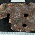 STW 431 Australopithecus africanus sacrum