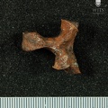 STW 431 Australopithecus africanus vertebra 10
