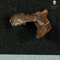 STW 431 Australopithecus africanus vertebra 11