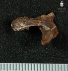 STW 431 Australopithecus africanus vertebra 11
