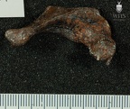 STW 431 Australopithecus africanus vertebra 12