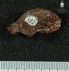 STW 431 Australopithecus africanus vertebra 13