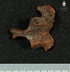 STW 431 Australopithecus africanus vertebra 3