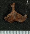 STW 431 Australopithecus africanus vertebra 6