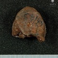 STW 431 Australopithecus africanus vertebra 7