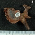 STW 431 Australopithecus africanus vertebra 8