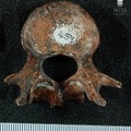 STW 431 Australopithecus africanus vertebra 9