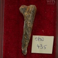 STW 435 Australopithecus africanus MT3R lateral