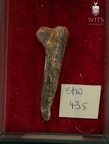 STW 435 Australopithecus africanus MT3R lateral