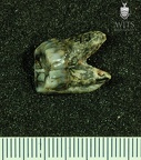 STW 43 Australopithecus africanus URM3 distal 2