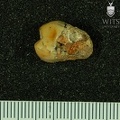 STW 449 Australopithecus africanus URM3 distal