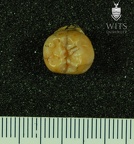 STW 449 Australopithecus africanus URM3 occlusal
