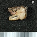STW_45_Australopithecus_africanus_ULP4_distal.JPG