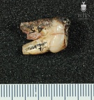STW 45 Australopithecus africanus ULP4 distal