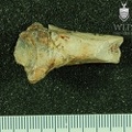 STW 46 Australopithecus africanus RADL medial