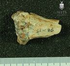 STW 46 Australopithecus africanus RADL posterior