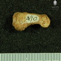 STW_470_Australopithecus_africanus_proximal_foot_phalanx.JPG