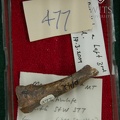 STW 477 Australopithecus africanus left proximal metatarsal