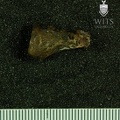 STW 478 Australopithecus africanus distal hand phalanx