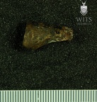 STW 478 Australopithecus africanus distal hand phalanx