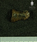 STW 478 Australopithecus africanus distal hand phalanx dorsal