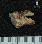 STW 47 Australopithecus africanus LRM3 buccal