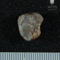 STW_47_Australopithecus_africanus_LRM3_occlusal.JPG