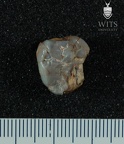 STW 47 Australopithecus africanus LRM3 occlusal