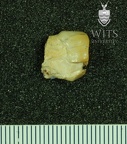 STW 480 Australopithecus africanus URP3 distal