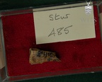 STW 485 Australopithecus africanus MT4L