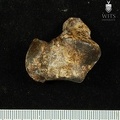 STW 486 Australopithecus africanus TTALR 1