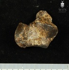 STW 486 Australopithecus africanus TTALR 1
