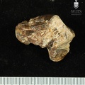 STW_486_Australopithecus_africanus_TTALR_2.JPG