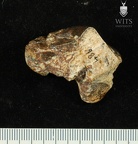 STW 486 Australopithecus africanus TTALR 2