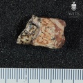 STW_48_Australopithecus_africanus_molar_fragment_1.JPG