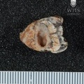 STW 48 Australopithecus africanus molar fragment 2
