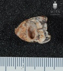 STW 48 Australopithecus africanus molar fragment 2