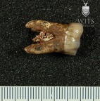 STW 492 Australopithecus africanus LLM1 buccal